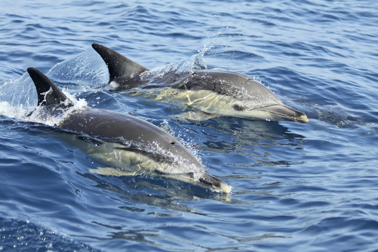 dolphin_lisbon_770x513_2