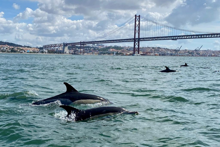 dolphin_lisbon_770x513_4