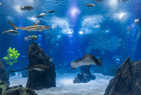 Best attractions in Lisbon for families - Oceanarium