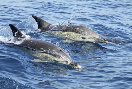 Dolphin watching Lisbon